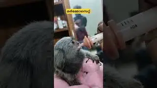 Marmoset Monkey #Hand feeding #shortsvideo #shortsyoutube #cute #funny #Small monkey