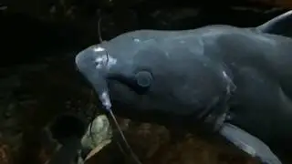 Pecesillo