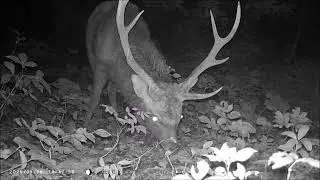 Careless Boar