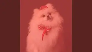 Modern Dog Rewards