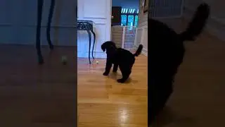 Oh, the Dilemma Baby Piper - fetching two balls which one should I get.