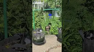 guardians of the grow!
