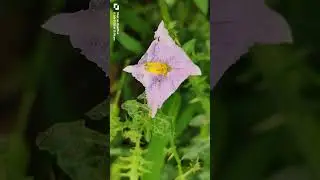 Solanum virginianum flower