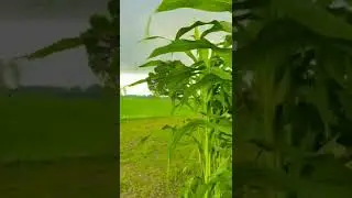 #shorts# reels # natural # farming # farmer status #