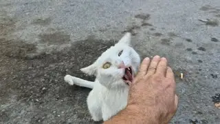 Angry and Psychopathic White Cat that suddenly gets angry and Attacks.