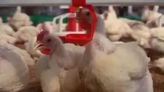 Kilco - preparaty przeznaczone dla przemysłu drobiarskiego