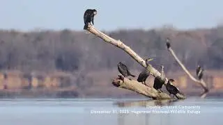 20251231 Double crested Cormorants 1