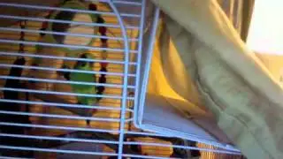 budgie chirping