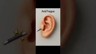 Antitragus# Quick Anatomy of the External ear.