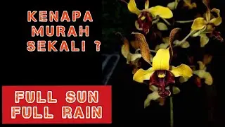 PROMO ANGGREK KERITING FULL SUN FULL RAIN MURAH