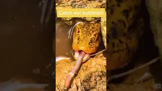 [Best Eel Fishing 2021] Catching Yellow Monster Eel. #Short