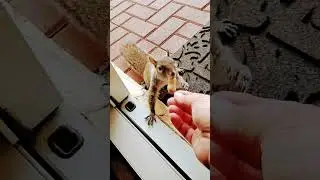 Люси и её мальчик Эдди. 🐿️ #белка #белки #домашниеживотные