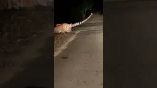 🐱Ratnagiri Guhagar 🐱 #Tiger