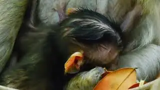 August 23, 2025: See Monkey World's Newest Baby Monkey's Heart Melting Moments