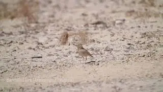 Bar tailed lark / עפרוני חכלילי