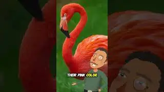 Why Flamingos Are Pink 🦩 (Explained) #flamingo #pink #feather