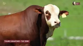 LOTE 02 - TAT Z091