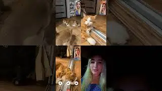 Cat update!!!! #cat