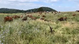 The Good, the Bad and the Ugly | Culling for Adaptability at ECC