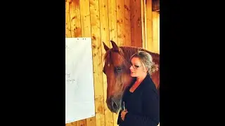 Stark mit Pferd - Coaching mit & ohne Pferd