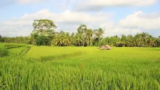 Rice field overview in India, Tamil Nadu