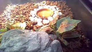 THE ULTIMATE TORTOISE GUIDE (GOLDEN GREEK TORTOISE CARE)