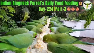 Indian Ringneck Parrot Daily Food Feeding🌸| Day 224 | Part-3