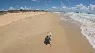 Beautiful day for a doggy beach walk