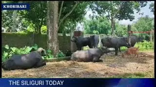 Khoribari: Three smugglers arrested in the case of cattle smuggling.