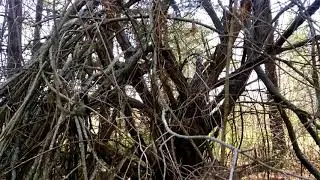 Sasquatch Bigfoot Bray Road Beast SHELTER NEST!!! Found in woods!!! Caught on tape 4k ultra HD
