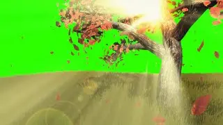 Tree with Falling Leaves #2 / Green Screen - Chroma Key