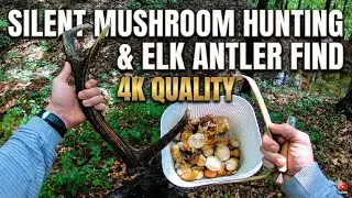 POV Silent Mushroom hunting and outdoors adventure in Hungary | Boletes foraging and RARE FIND | 4K