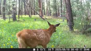 Elk Herd with Multiple Spring Baby Calves