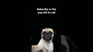 his name is Jeff #jeff the pug #Subscribe #fyp #Not Copyrighted #Pug filter