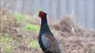 キジ
