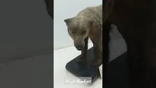 Animal Statue in Indian Musium...😏 #viral #trends #amazing #indianmusium