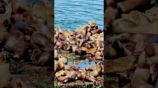 🌊🌞Funny Sea Lions🦭🐬  #unique #moments #amazing #nature #cute  #animals #sealife #chillvibes