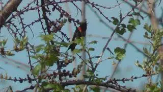 Lots of hummingbirds visiting the ribes