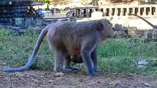 Oh Godness! Why Like This Mom? P@@r Tiny Newborn Baby Tries To Clinging Mom For Milk | Best Clip