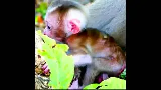 Monkey Ally Doesn't know How To Hold  1th baby Albert.