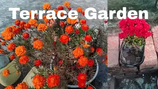 Terrace Garden ।। सुन्दर गेंदी के फूल ।। 2026