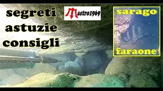 tana magica di saraghi sarago faraone pesca sub segreti astuzie consigli