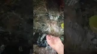 Good Vibes Video 🥰 #quelle #wasser #quellwasser #wald #frisch #kalt #lecker #liebe #natur #nat&uuml;rlich