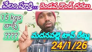 24/1/26 Madanapalle Tomato market price today 🍅 మదనపల్లె ధరలు #todaytomatorate #crkvideos16