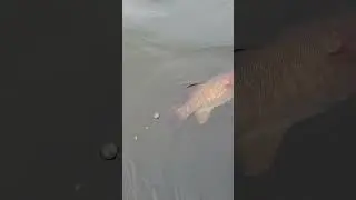 Smallie Goodbye! #shorts #smallmouth #smallies #duckhunting #waterfowl