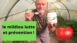 La maladie des tomates  : le mildiou