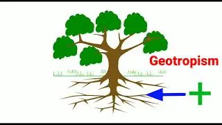 10th - Science - Tropism And Hormones In Plants