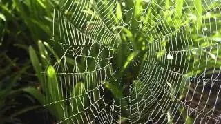 Meditation: My Path Is Clear