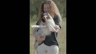 top 10 loyal dogs breeds 🐕#shorts #viral#trending