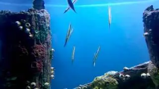 Razorfish